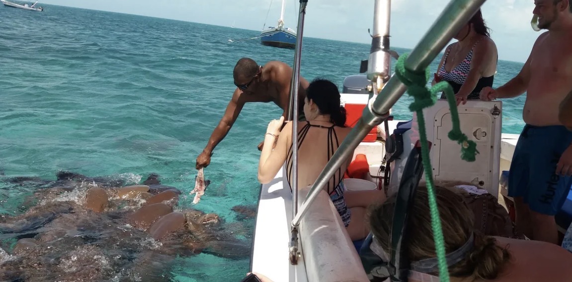 Snorkeling with stingrays at Shark Ray Alley near San Pedro, Belize
